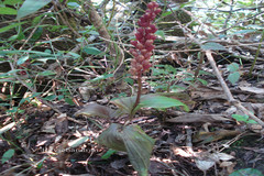 Liparis beddomei
